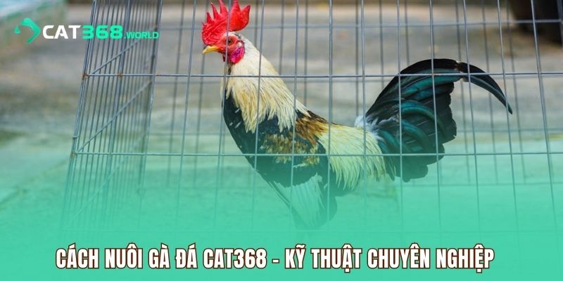 cach-nuoi-ga-da-cat368