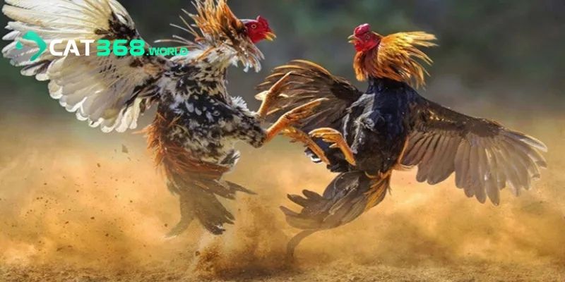 Cách tham gia đá gà cựa dao CAT368 chi tiết