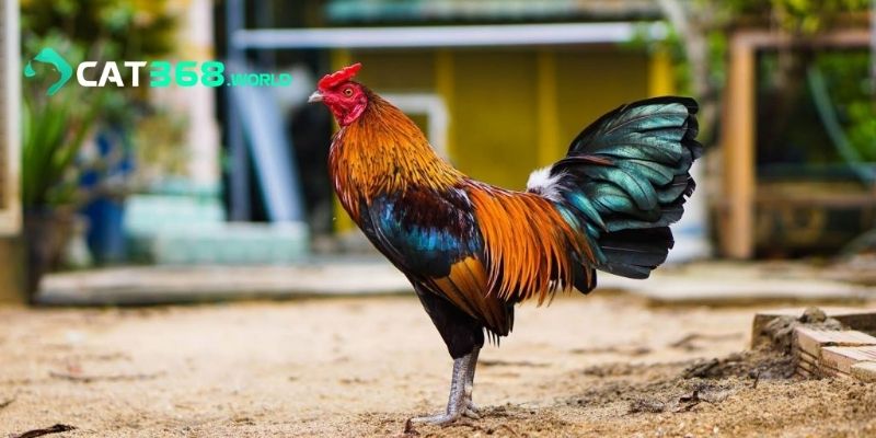 Tìm hiểu tổng quan kỹ thuật nuôi gà đá CAT368