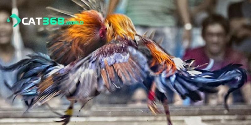 Top 4 trận đá gà CAT368 hấp dẫn nhất hiện nay