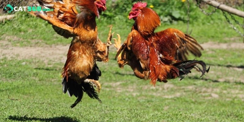 Bắt kèo đá gà chuẩn nhờ kinh nghiệm của cao thủBắt kèo đá gà chuẩn nhờ kinh nghiệm của cao thủ