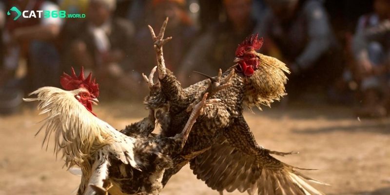 Cao thủ chia sẻ cách soi kèo đá gà Thomo trúng đậm dễ dàng