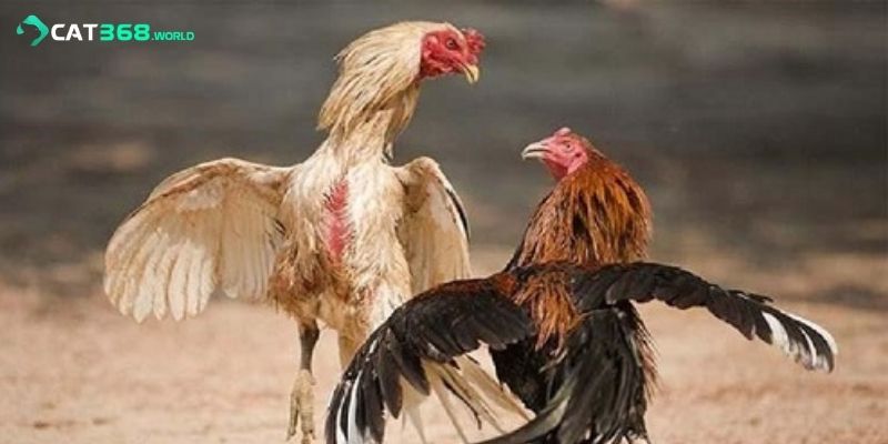 Đá gà Thomo trực tiếp có sự khác biệt với truyền thống