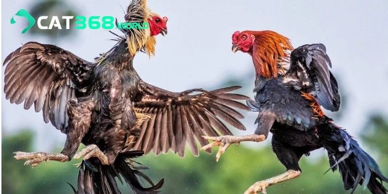 Đá Gà Trực Tiếp - Trải Nghiệm Đỉnh Cao Chỉ Có Tại CAT368
