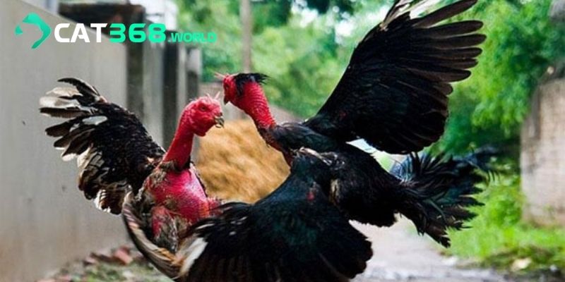 Những hình thức đá gà trực tiếp được yêu thích nhất