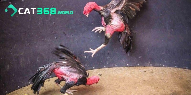 Khám phá luật chơi đá gà chi tiết và cách áp dụng