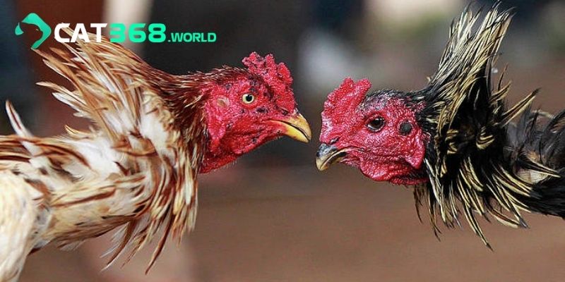 Tìm hiểu về hình thức đá gà trực tiếp