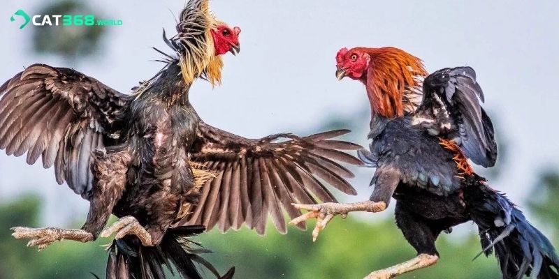 Loại hình đá gà Thomo đang được yêu thích nhất 2025